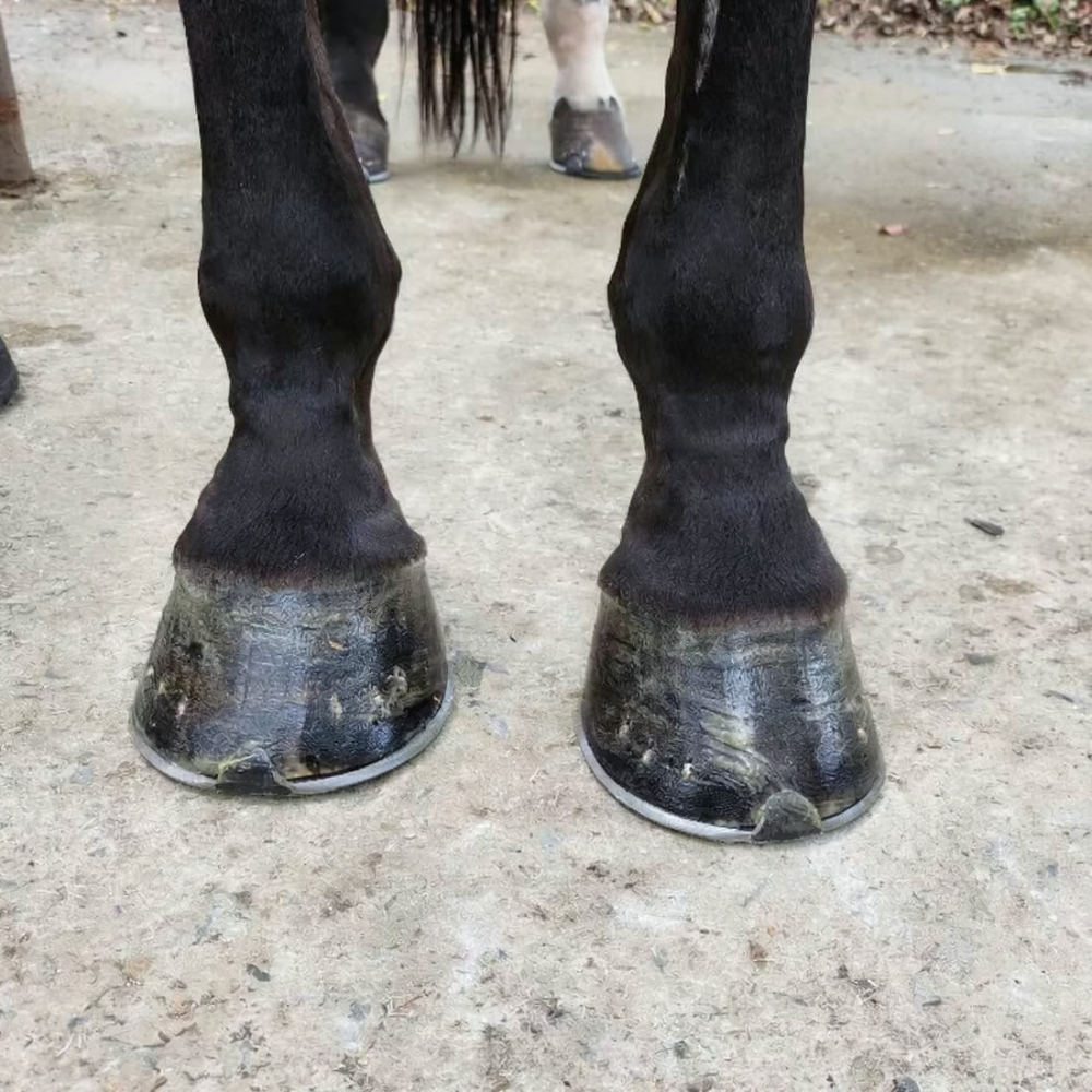Horse Hoof Cleaning Brush Kit  - đánh giá và giá Grooming Kit